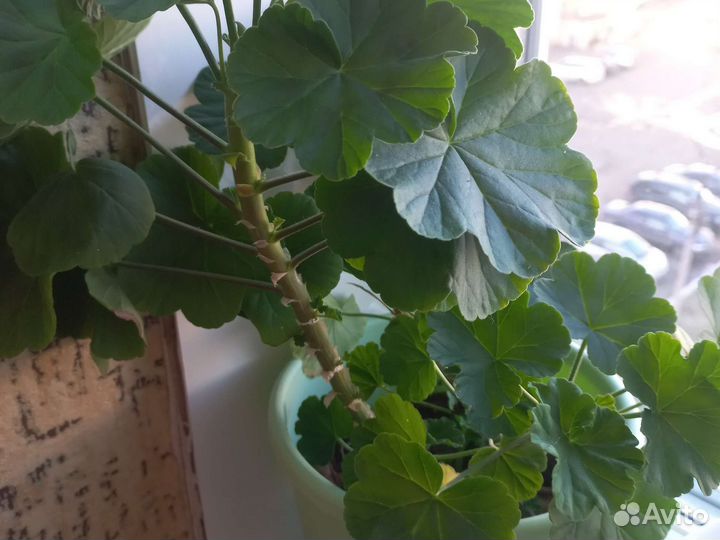 Толстянка (денежное дерево), щучий хвост и т.д
