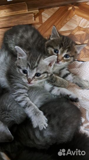 Детки в добрые руки