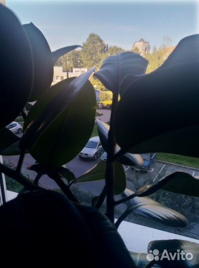 Фикусы каучуконосные/эластик