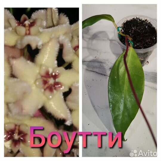 Хойя с фото