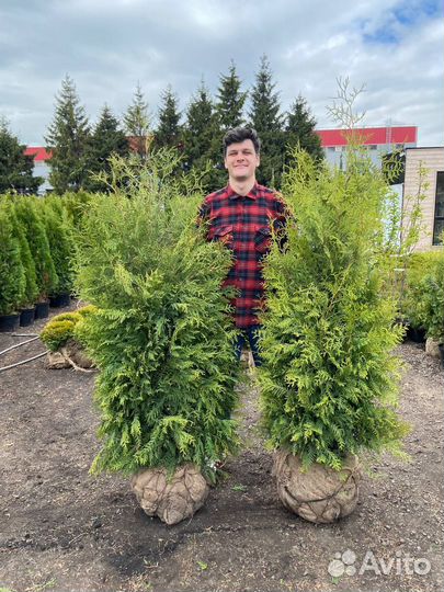 Туя Смарагд