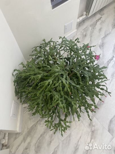 Декабрист шлюмбергера