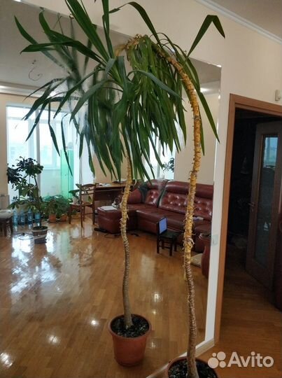 Цветы домашние Юкка, Малочай,Дефинбахия,Фикус и др