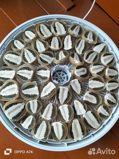 Весёлка сушеная