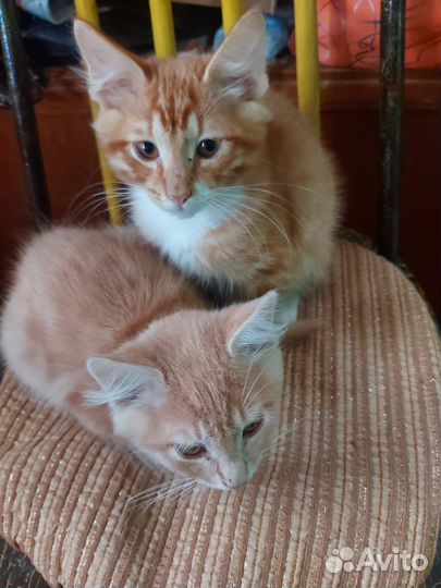 Котята в добрые руки мальчики