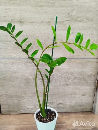 Замиокулькас