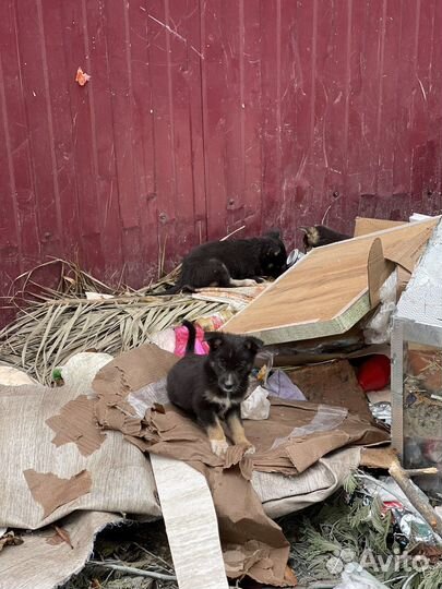 Щенки бесплатно