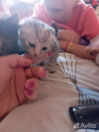 Котята в добрые руки даром