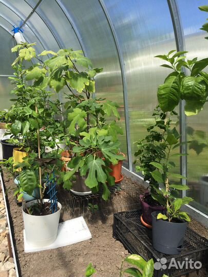 Черенки цитрусов неукорененные