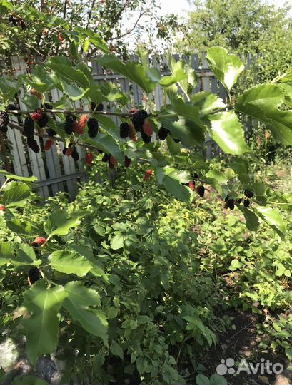 Саженцы шелковицы