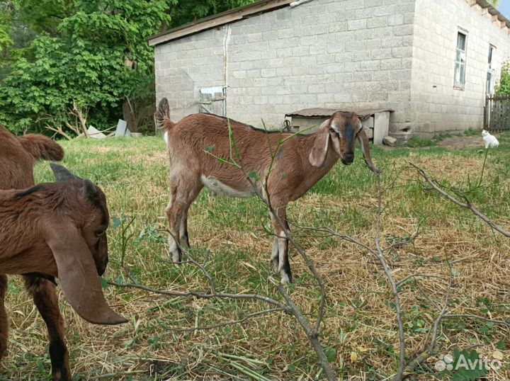 Нубийские козлята