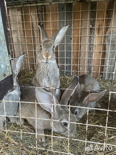 Кролики серый великан