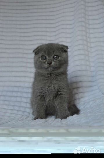 Британские котята