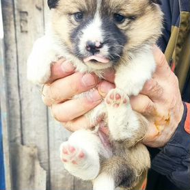 Отдам Шенка в добрые хорошие руки