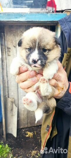 Отдам Шенка в добрые хорошие руки