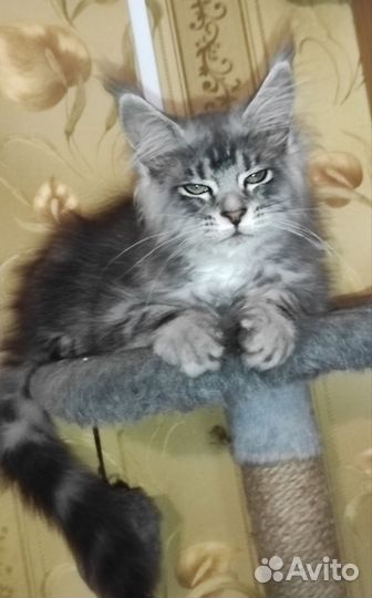 Кошечка Мейн-кун - 4 мес
