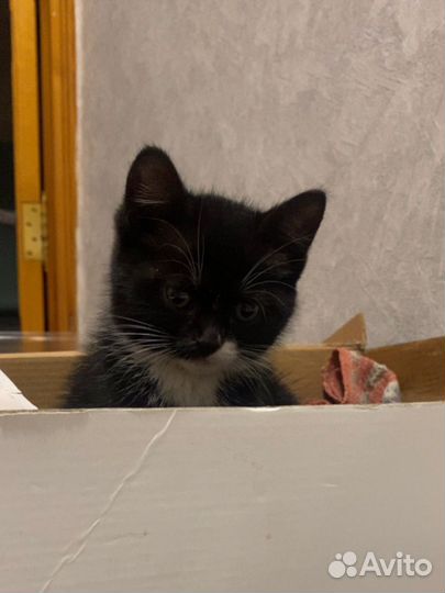 Котенок
