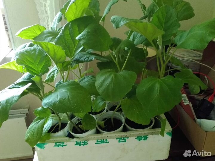 Рассада: помидоры, перцы, баклажаны, петуньи