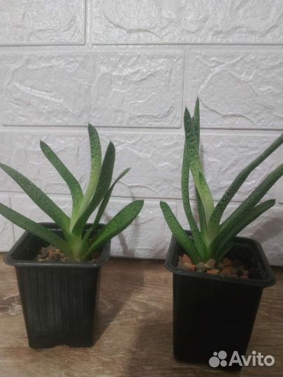 Сансевиерия, хавортия, алоэ, гастерия