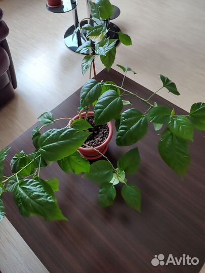 Роза комнатная в горшке