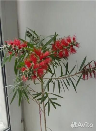 Каллистемон, Перец острый, Фикусы и финики