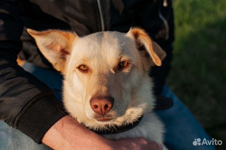 Собака из приюта светлая в добрые руки