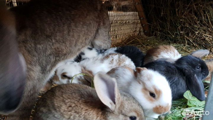 Кролики гиганты-Французский баран