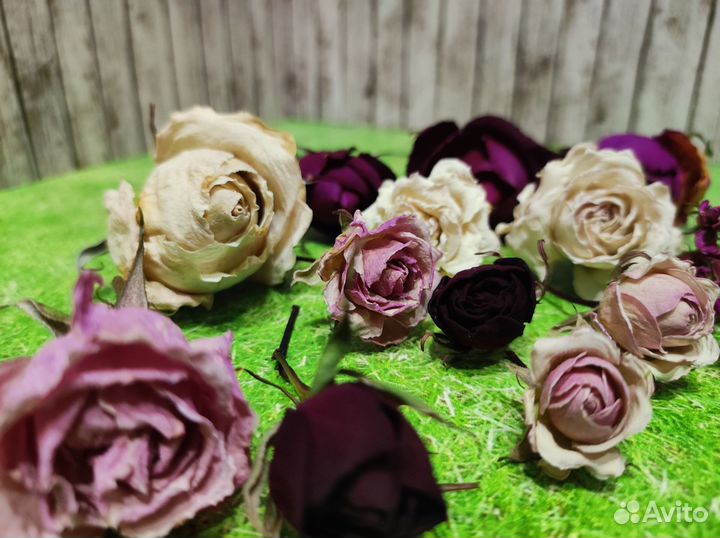 Сухоцветы розы кустовые