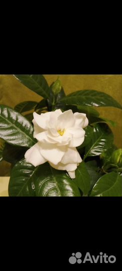 Комнатные цветы