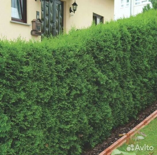 Туя колумна