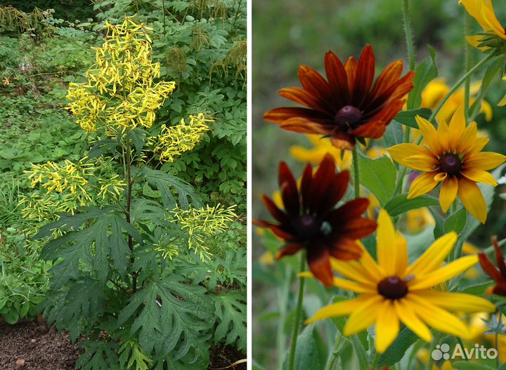 Бузульник тангутский. Рудбеккия многолетняя