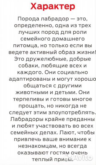 Лабрадор Ретривер