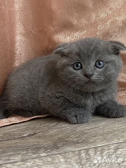 Британские котята