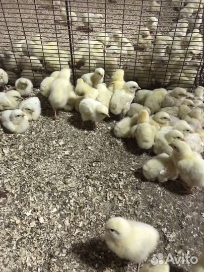 Бройлер,утята,гуси,муларды, индюшата