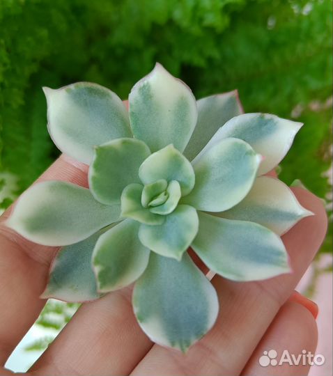 Суккуленты редкие (вариегата)