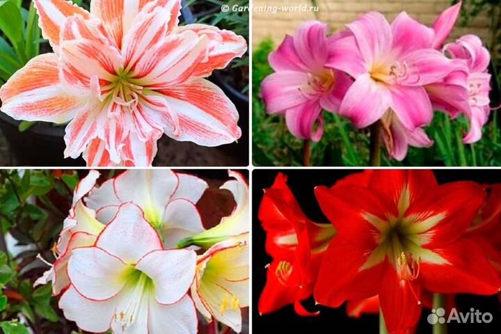 Гиппеаструм