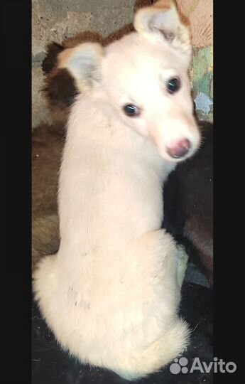 Щенки в добрые руки