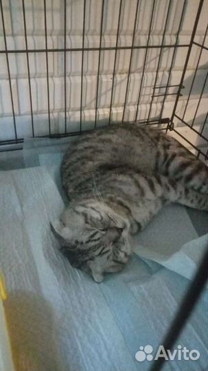 Кто возьмёт кота инвалида