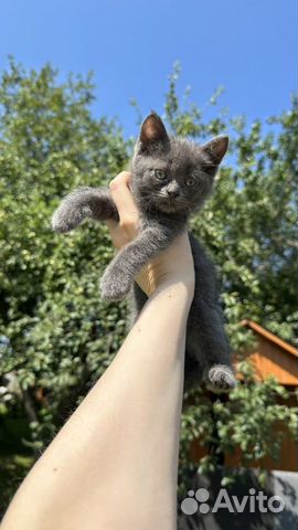 Русские голубые котята 1 мес объявление продам