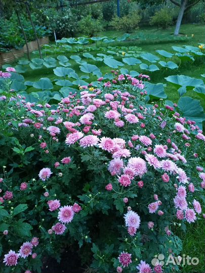 Хризантема кустовая розовая