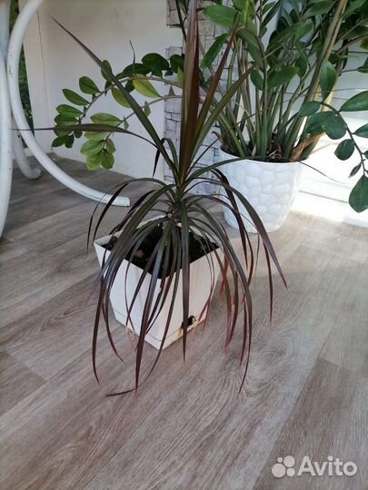 Комнатные цветы драцена