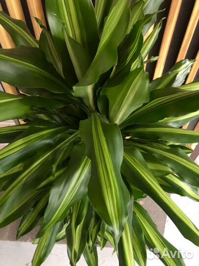 Драцена Чинто