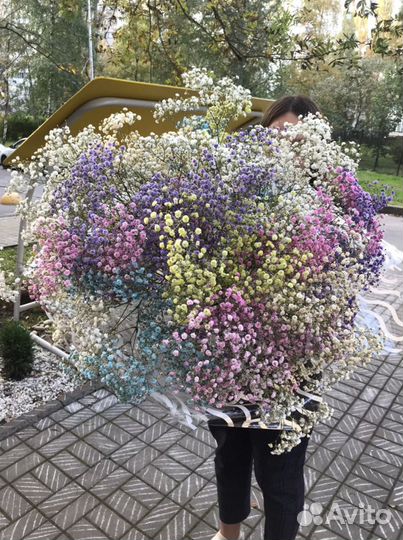 Гепсофила радуга