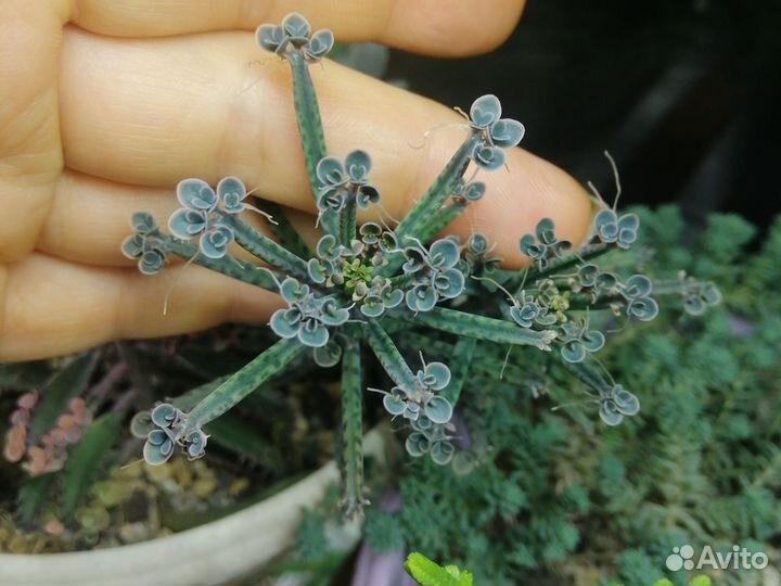 Каланхоэ разные