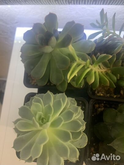 Суккуленты эхиверии взрослые