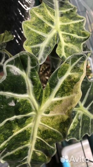 Alocasia polly yellow var