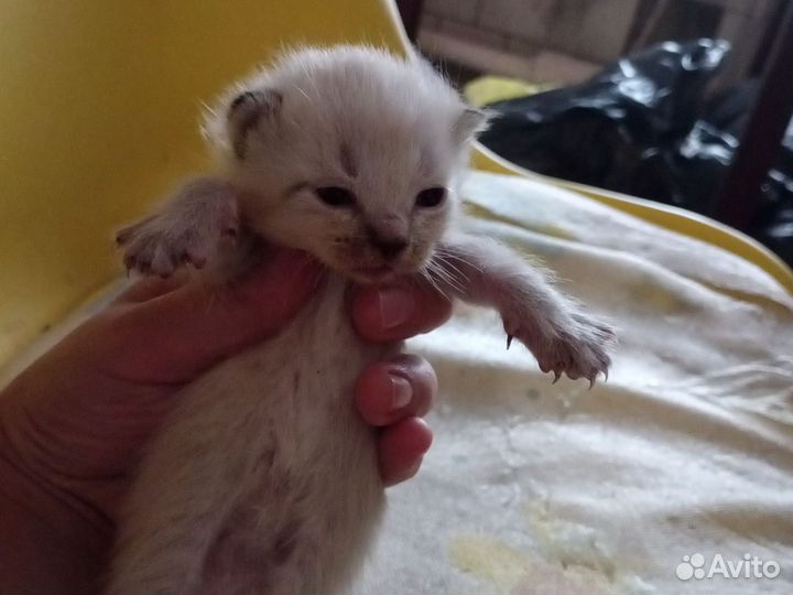 Котята в добрые руки бесплатно