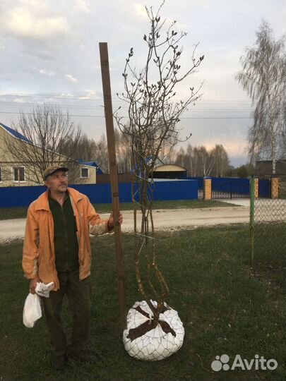 Крупномерная сортовая сирень