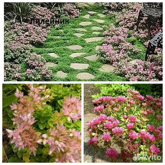 Дорожка в саду № 124