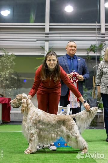 Хендлинг, дрессировка